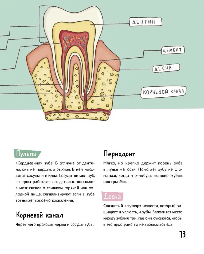 Зубастая энциклопедия фото книги маленькое 8