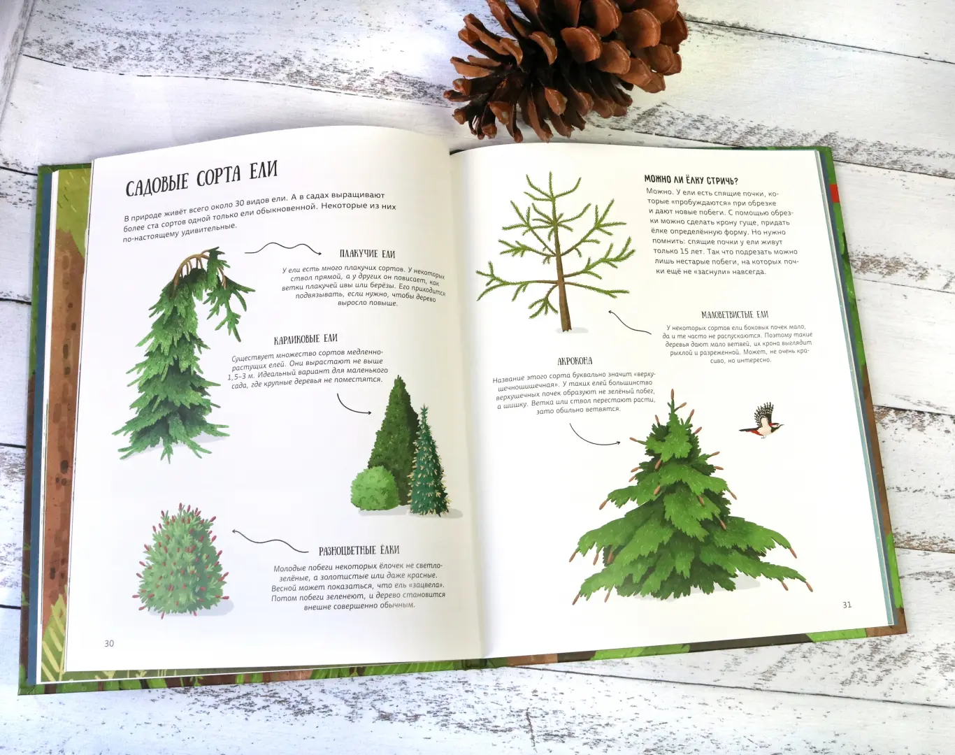 Елка и ее родственники фото книги маленькое 11