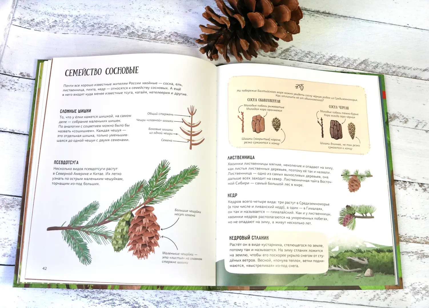 Елка и ее родственники фото книги маленькое 13