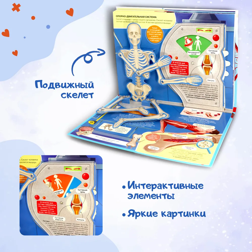 POP UP энциклопедия. Анатомия. Книжка-панорамка фото книги маленькое 9