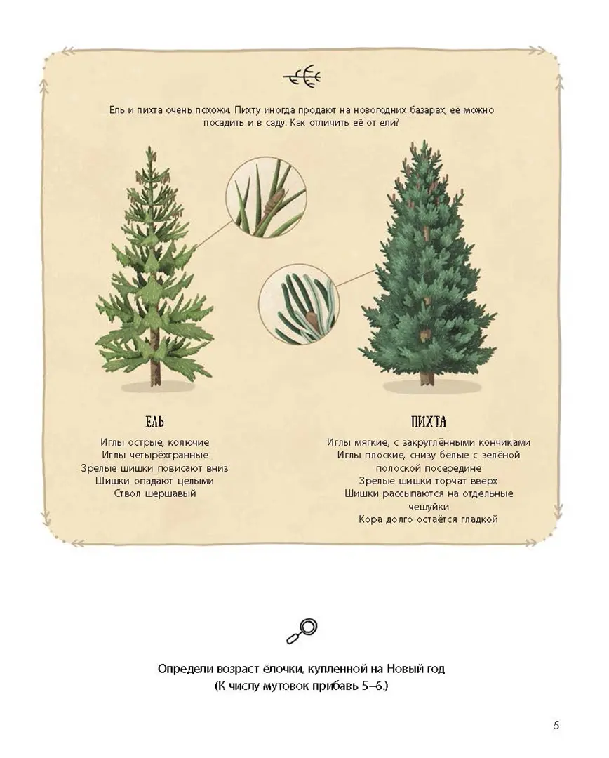 Елка и ее родственники фото книги маленькое 4