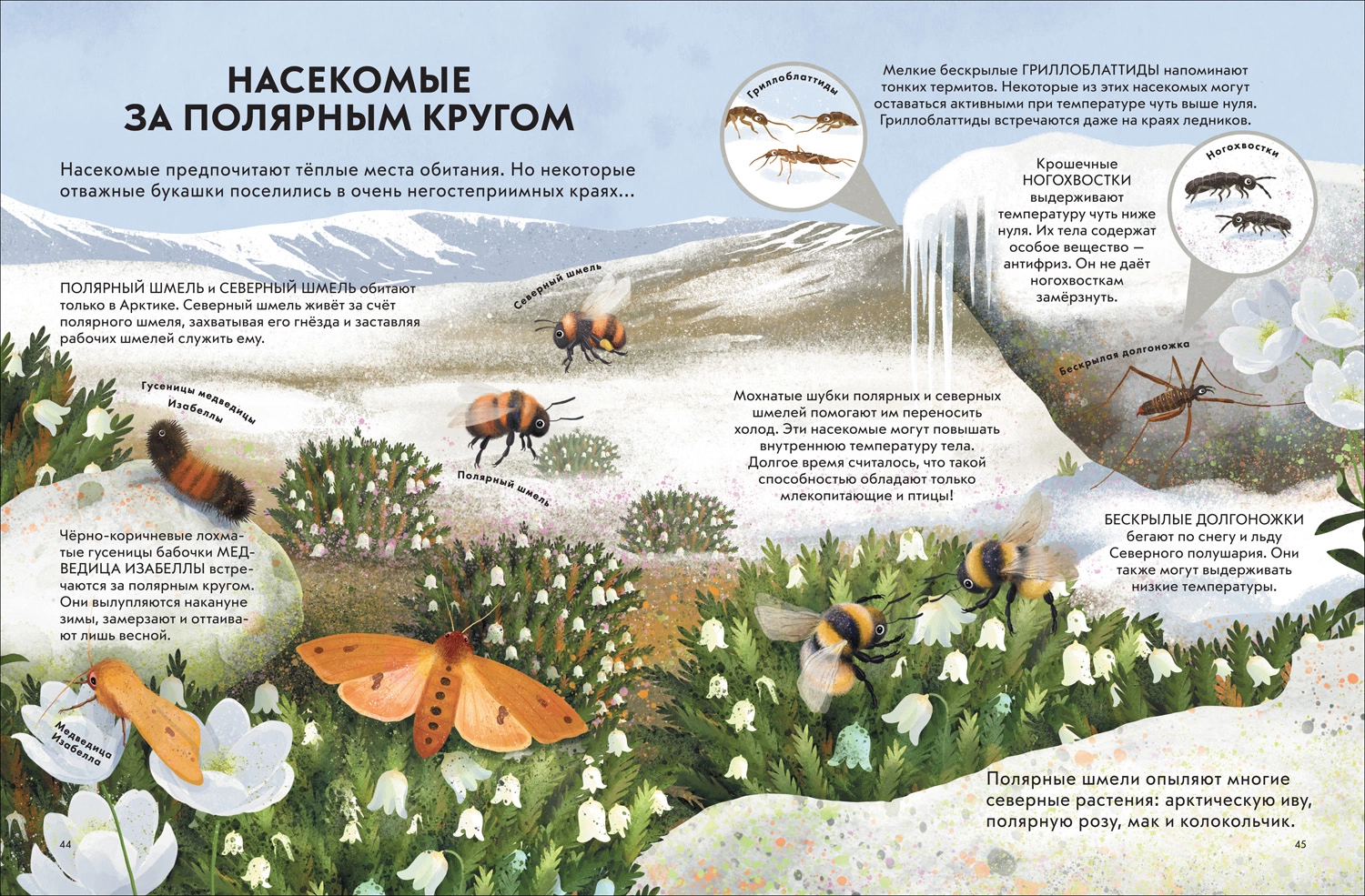 Детская энциклопедия насекомых фото книги маленькое 5