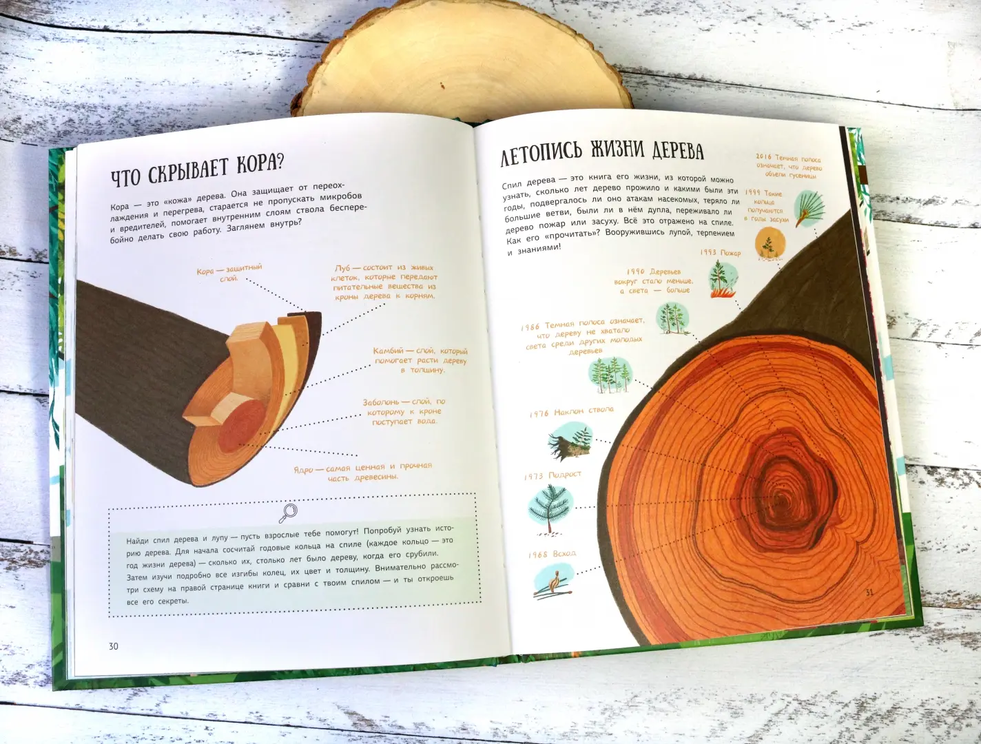 Как зовут твое дерево? фото книги маленькое 11