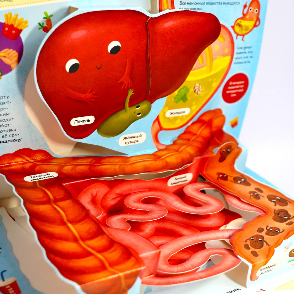 POP UP энциклопедия. Анатомия. Книжка-панорамка фото книги маленькое 11