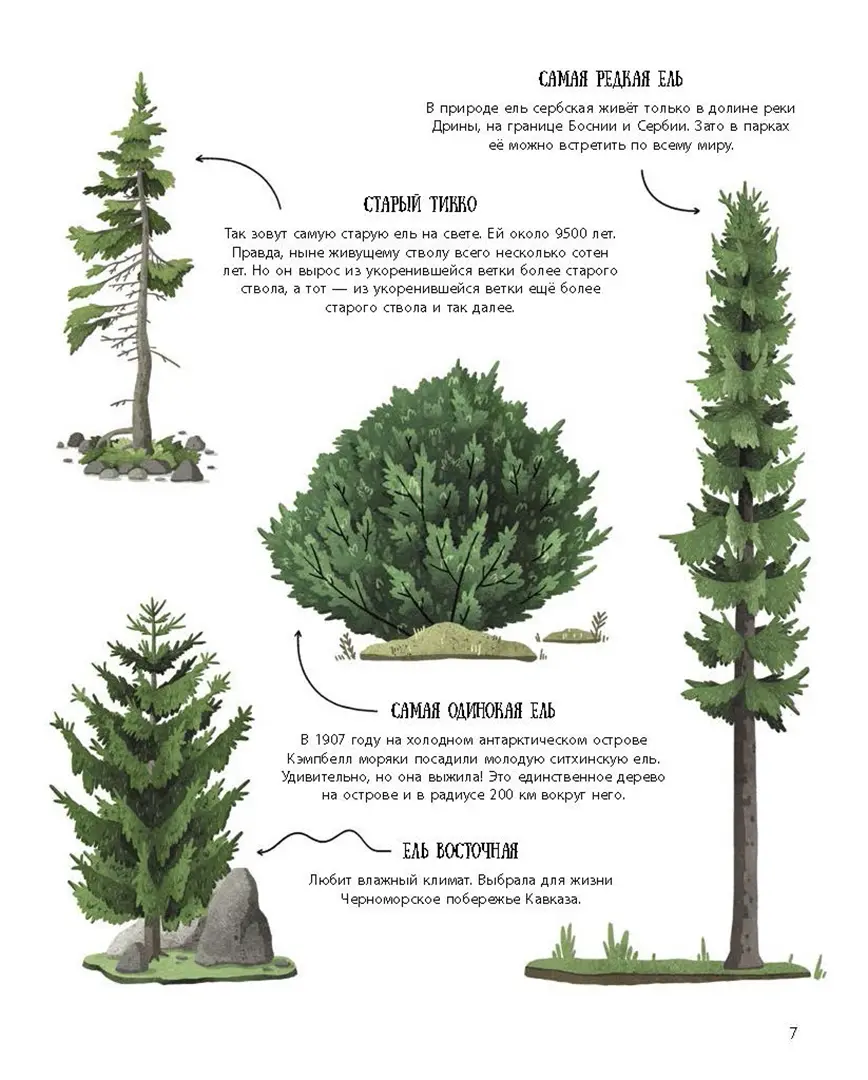 Елка и ее родственники фото книги маленькое 6