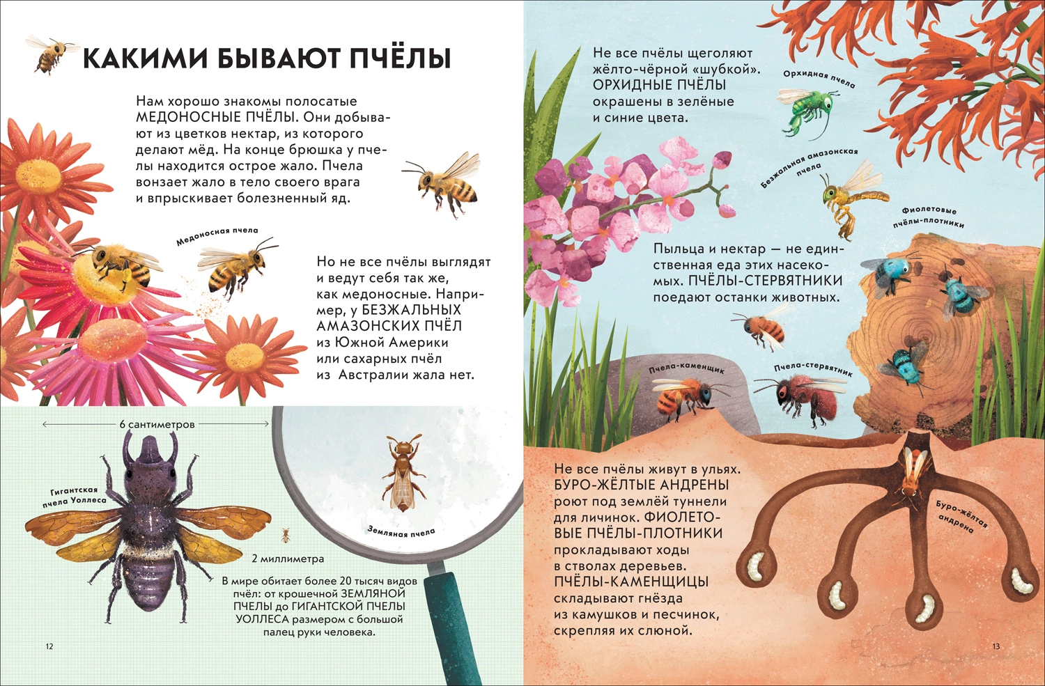 Детская энциклопедия насекомых фото книги маленькое 3