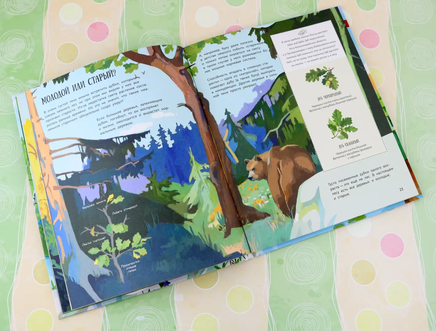 Лес. Самый умный дом на свете фото книги маленькое 11