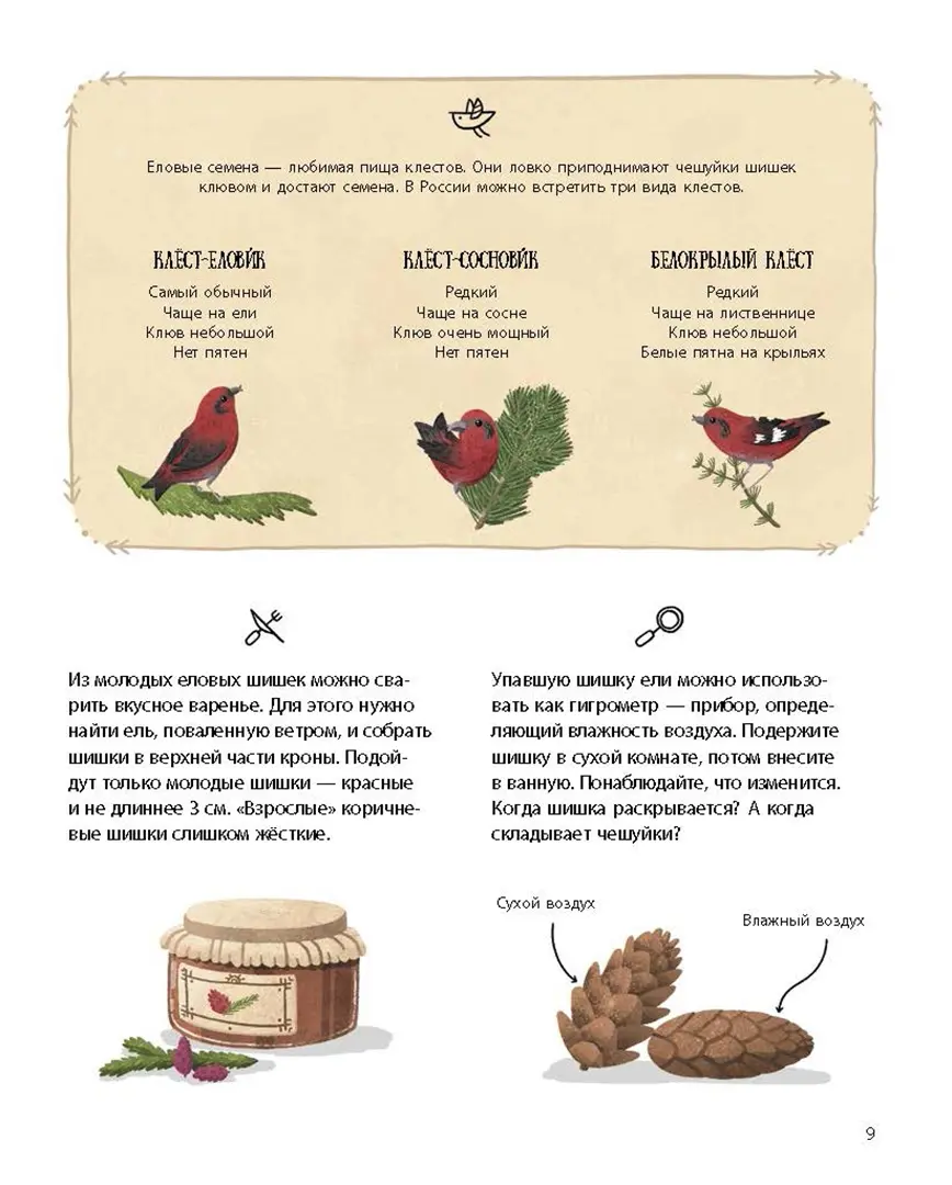 Елка и ее родственники фото книги маленькое 8