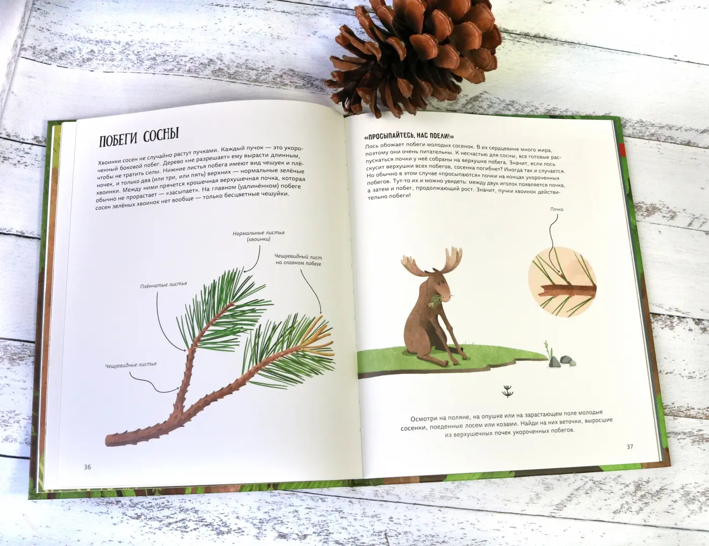 Елка и ее родственники фото книги маленькое 12