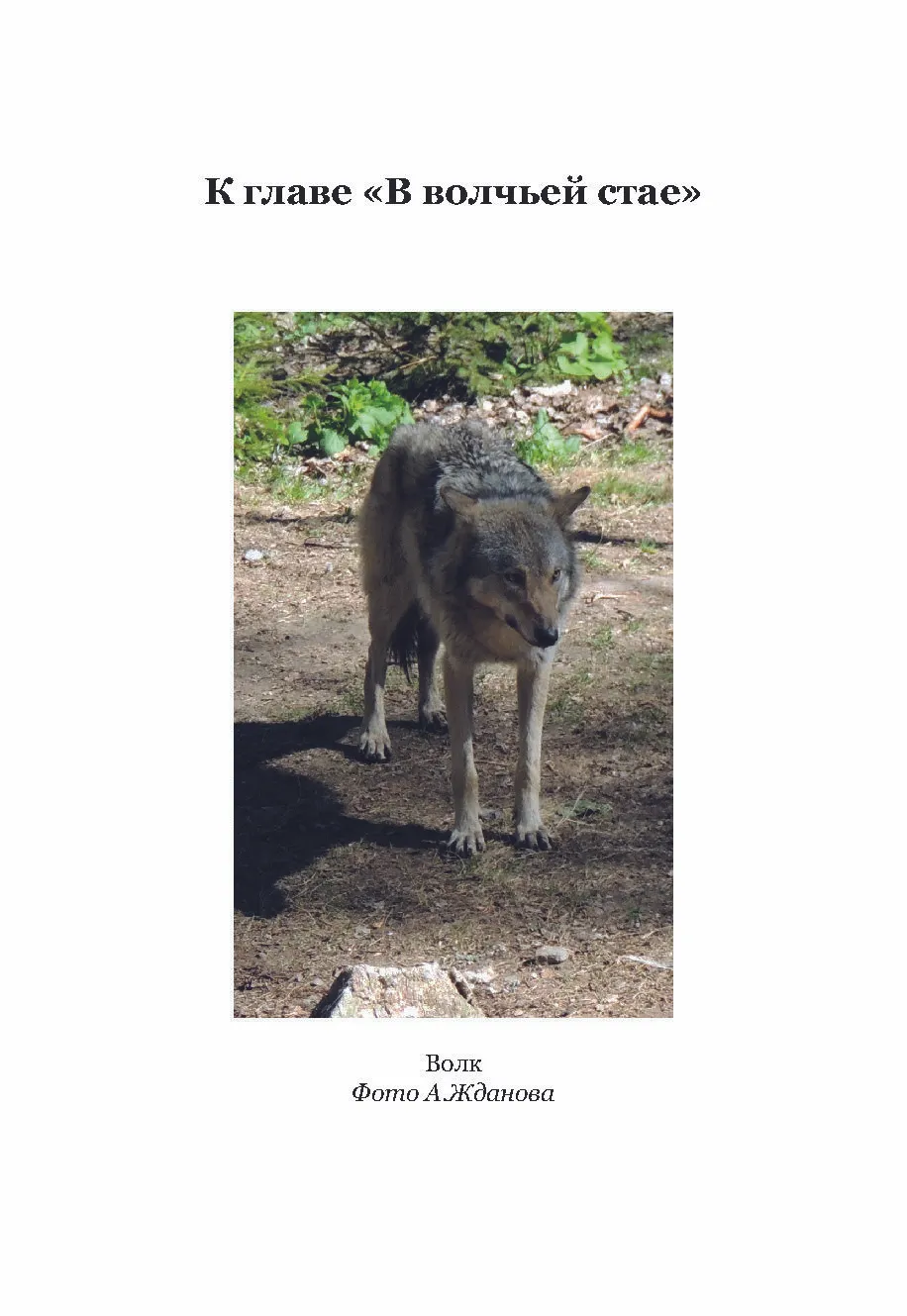Жизнь с волками фото книги маленькое 4