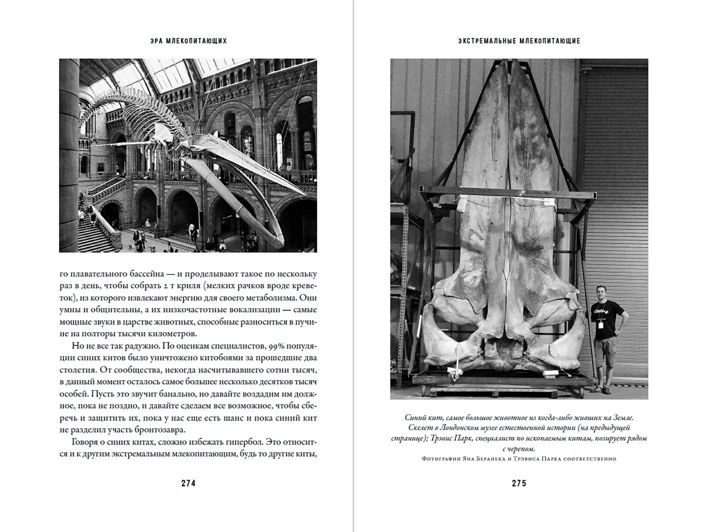Эра млекопитающих: Из тени динозавров к мировому господству фото книги маленькое 5