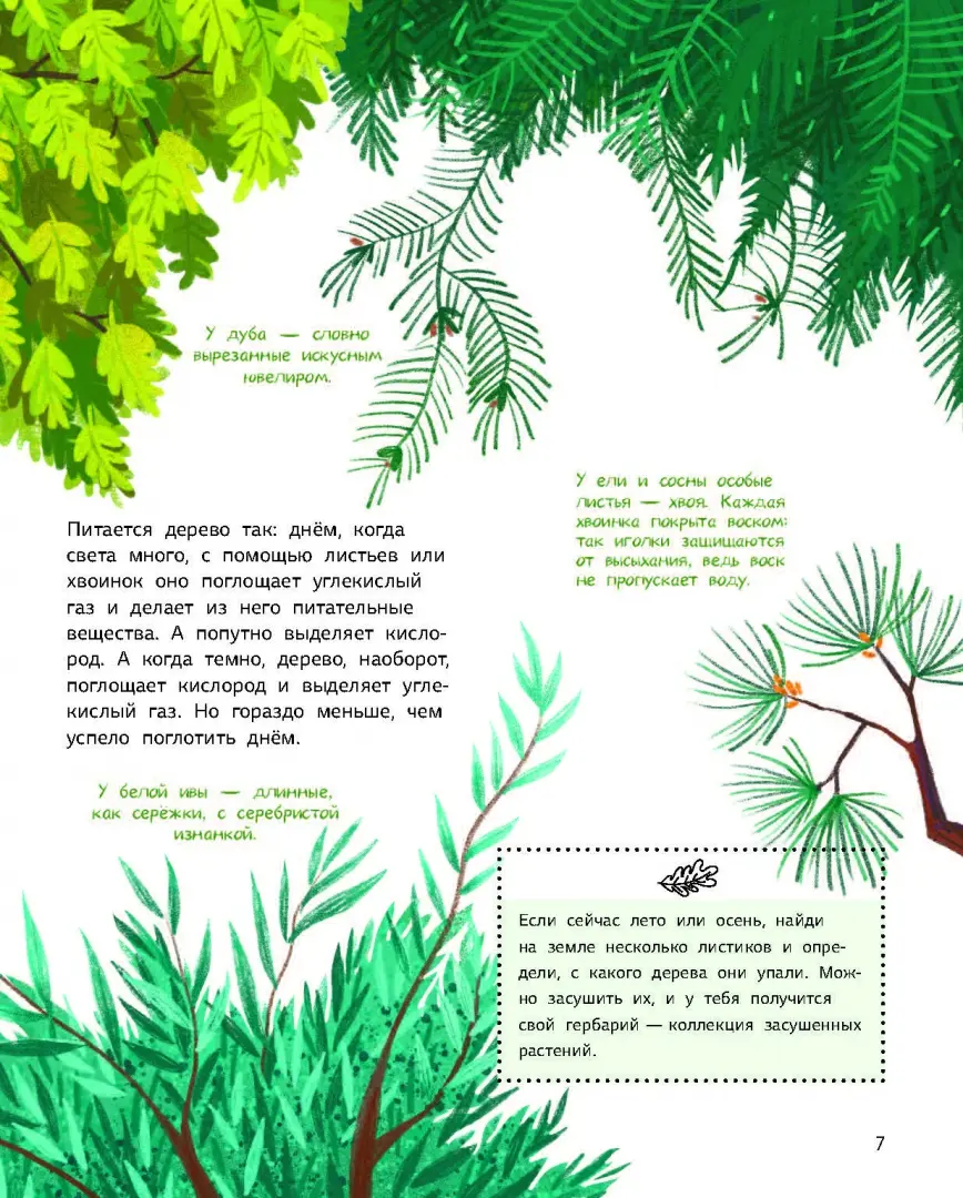 Как зовут твое дерево? фото книги маленькое 8