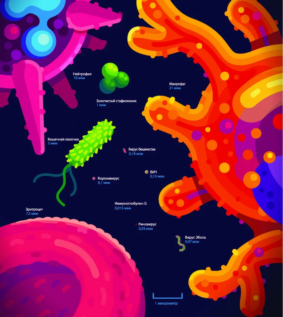 Иммунитет. Путешествие по загадочной системе фото книги маленькое 6