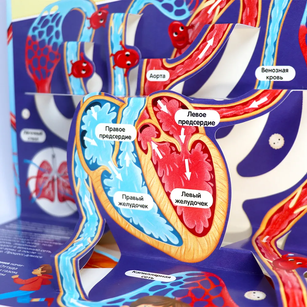 POP UP энциклопедия. Анатомия. Книжка-панорамка фото книги маленькое 10