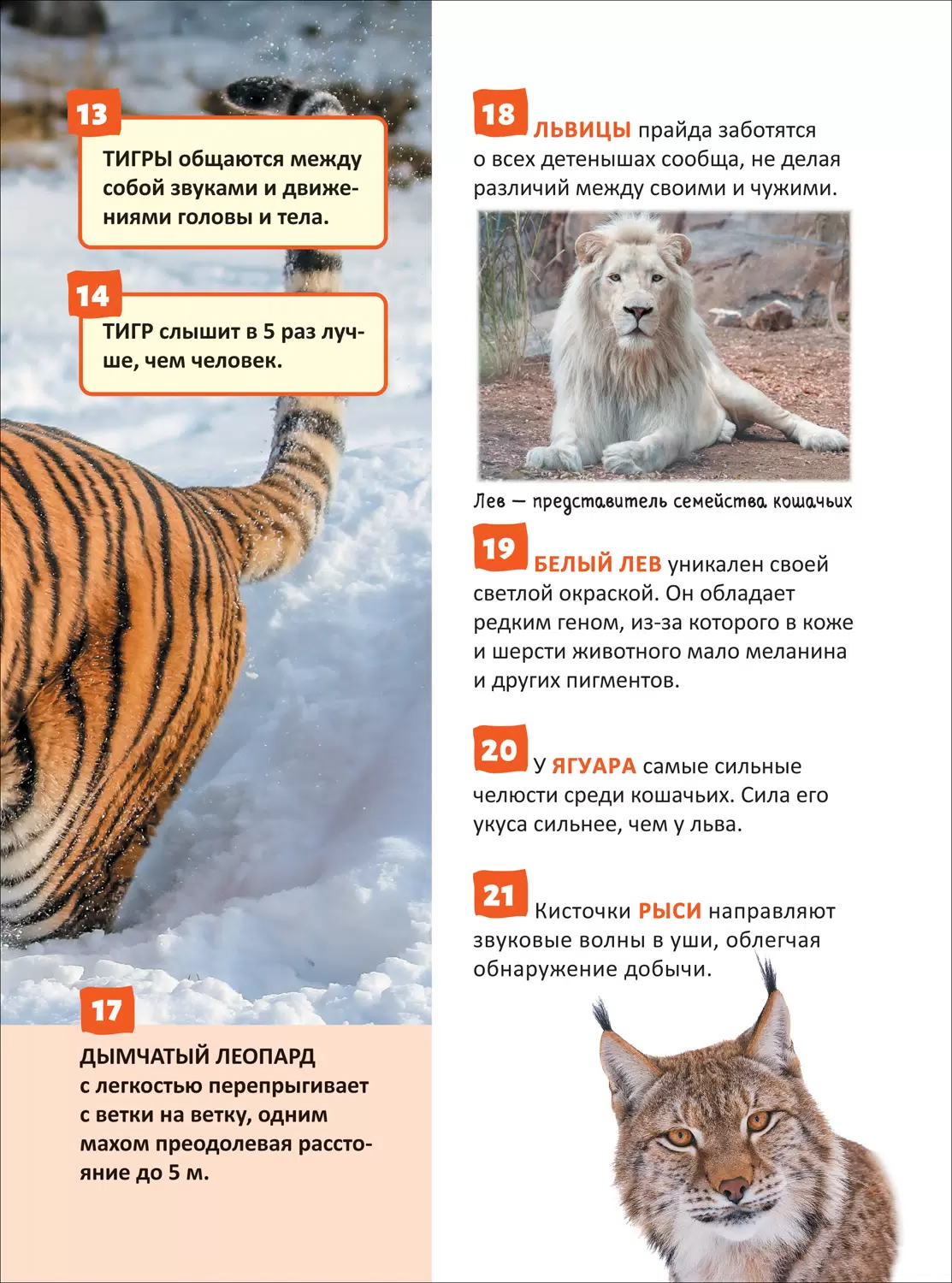 Красная книга. Энциклопедия российского школьника фото книги маленькое 4