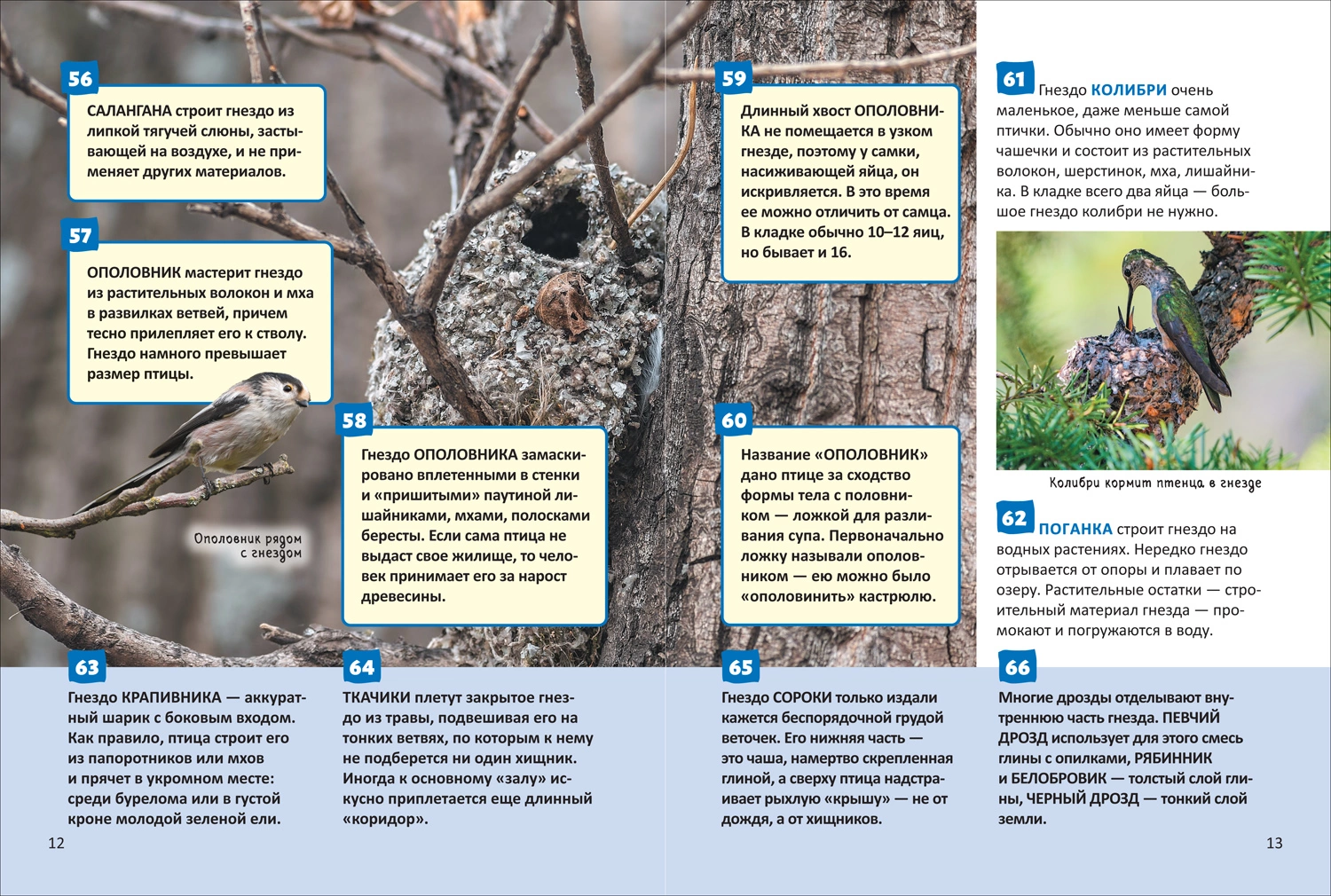 Птицы. Энциклопедия российского школьника фото книги маленькое 9