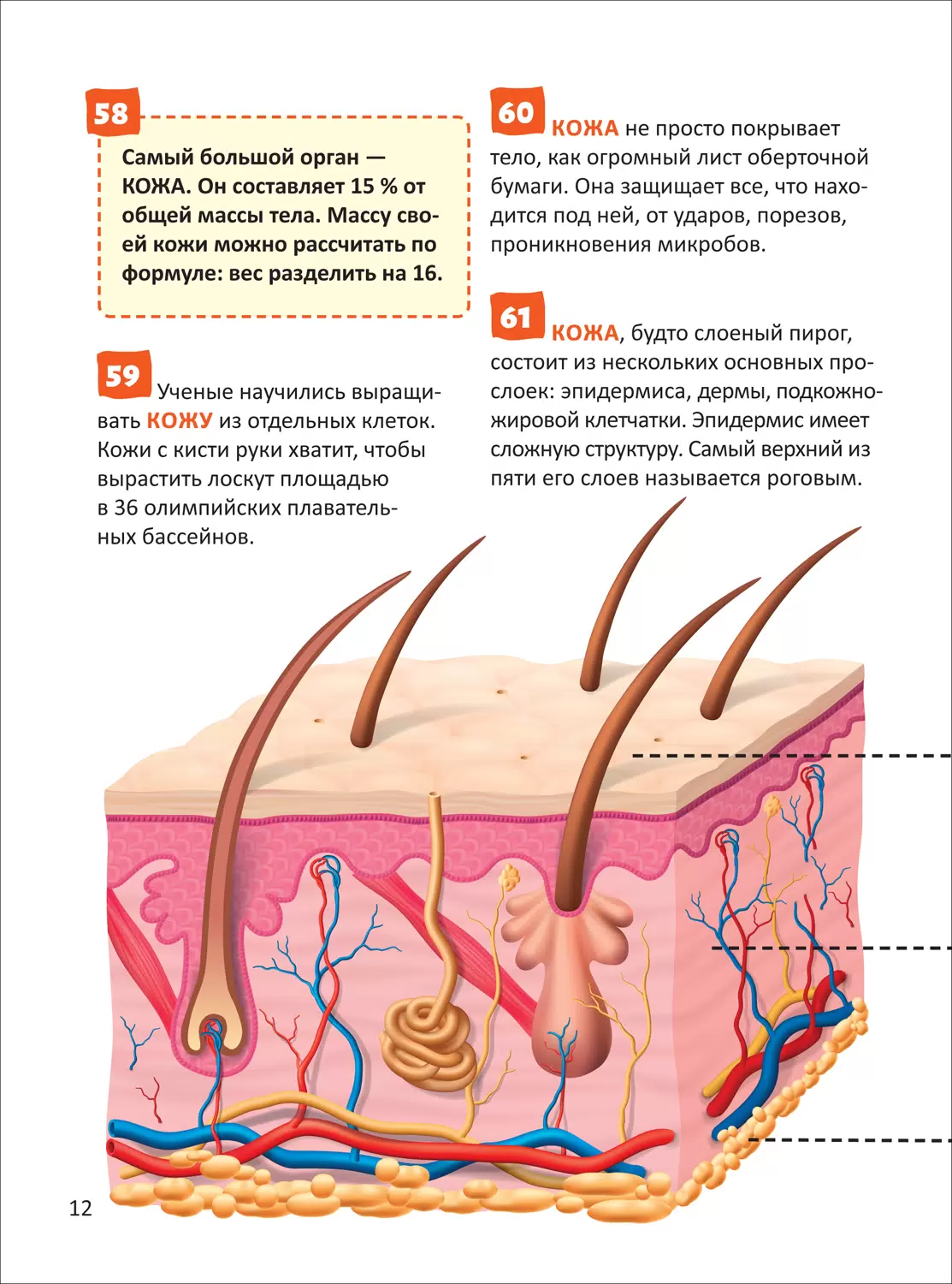 Человек. Энциклопедия российского школьника фото книги маленькое 5