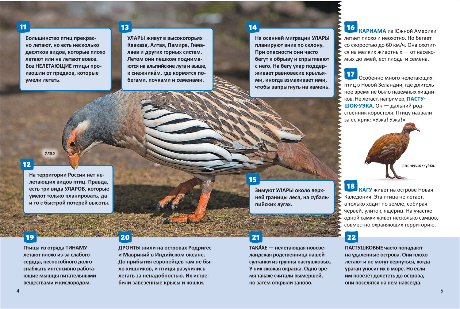 Птицы. Энциклопедия российского школьника фото книги маленькое 8