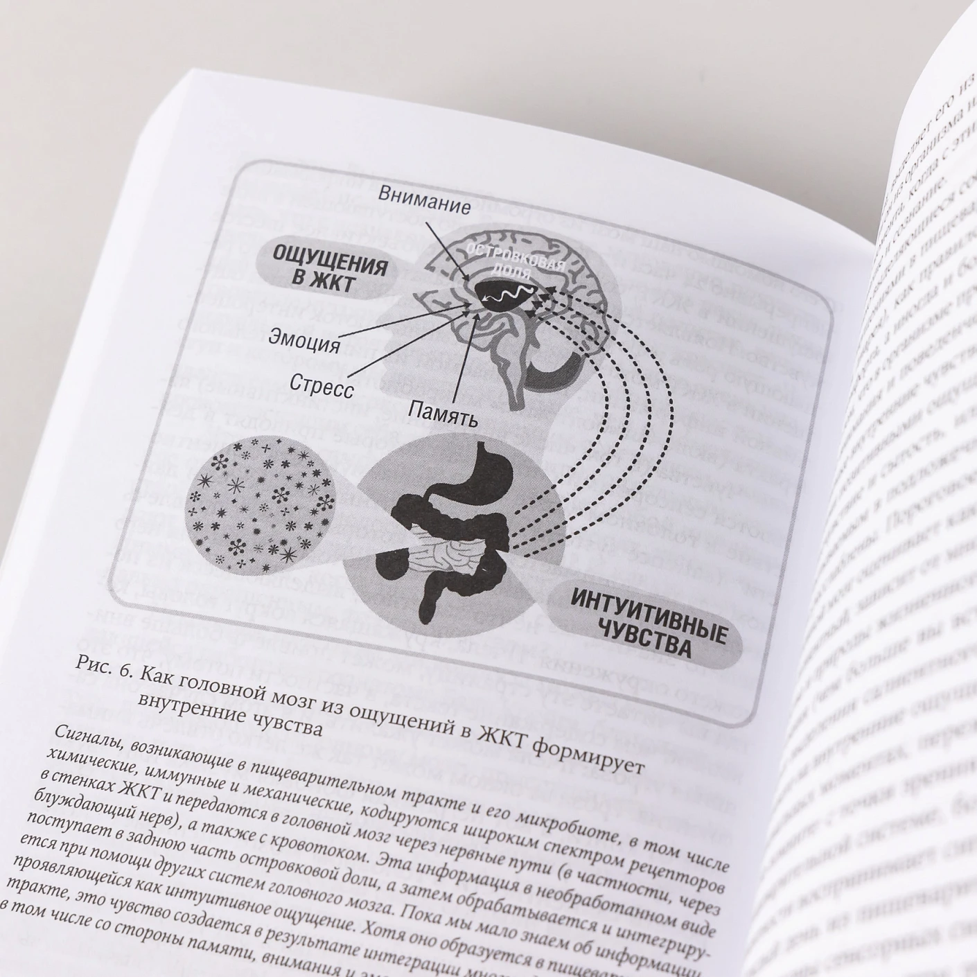Второй мозг. Как микробы в кишечнике управляют нашим настроением, решениями и здоровьем фото книги маленькое 7