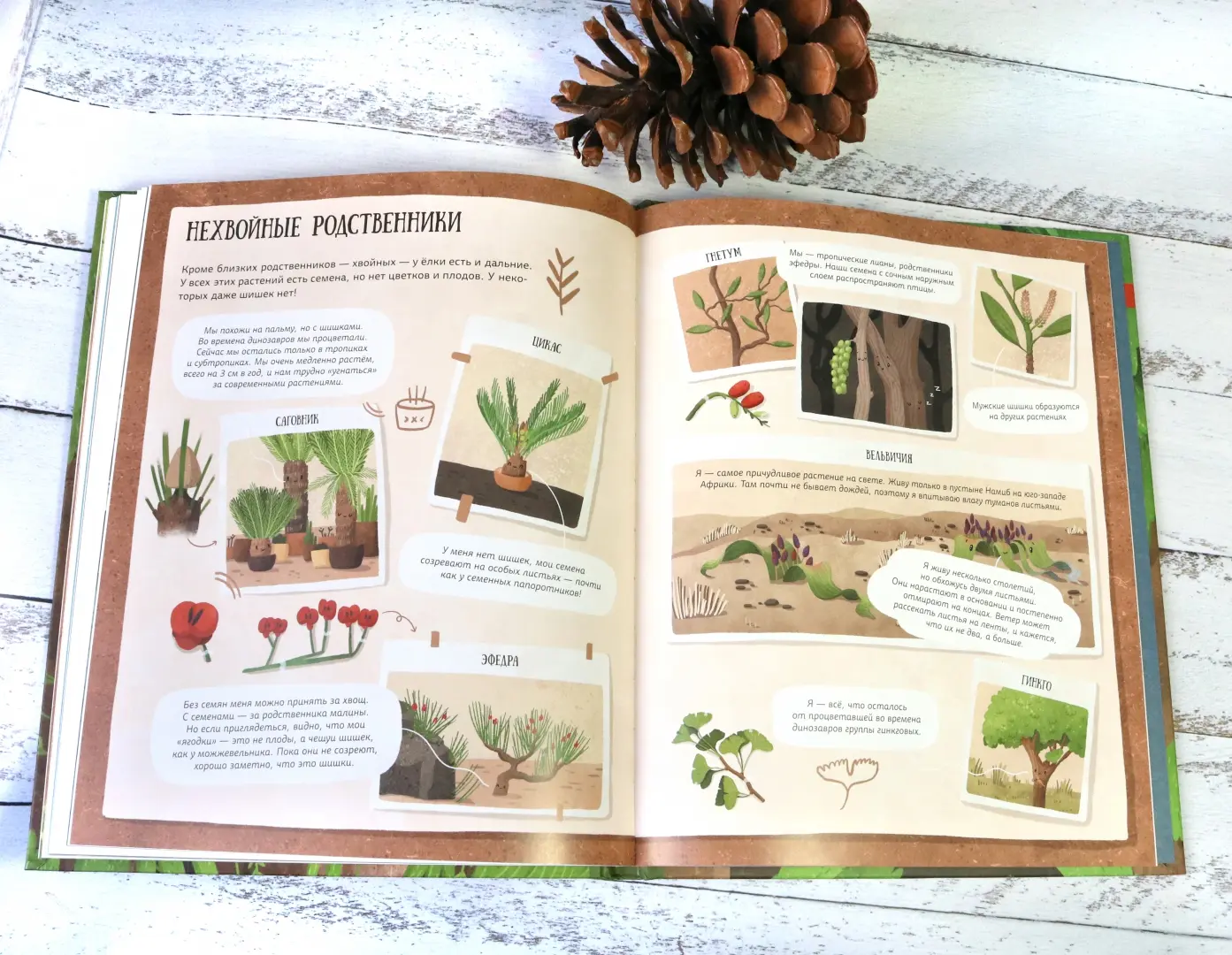 Елка и ее родственники фото книги маленькое 14