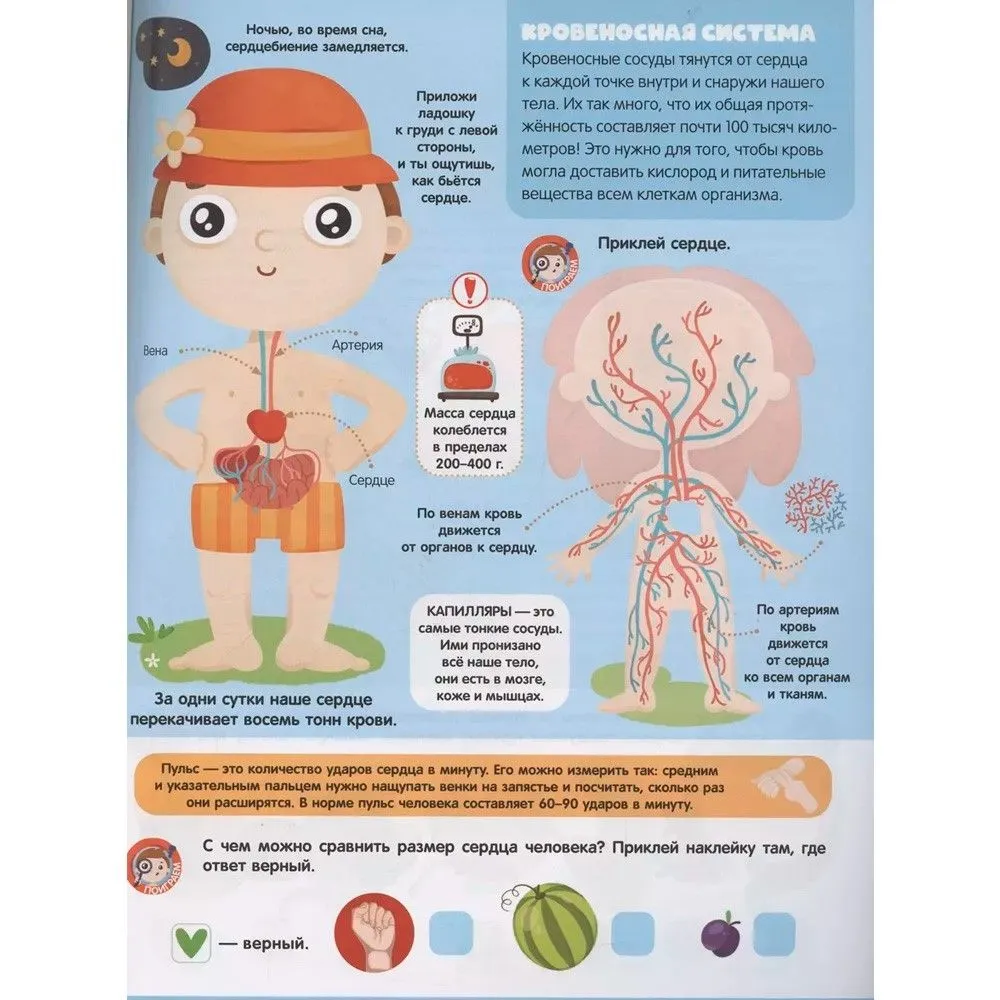 Анатомия фото книги маленькое 5