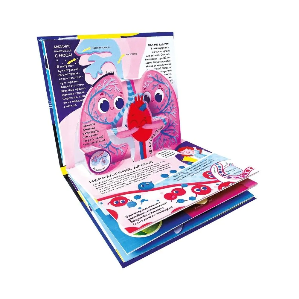 Почемучка. Анатомия: книжка-панорамка фото книги маленькое 3