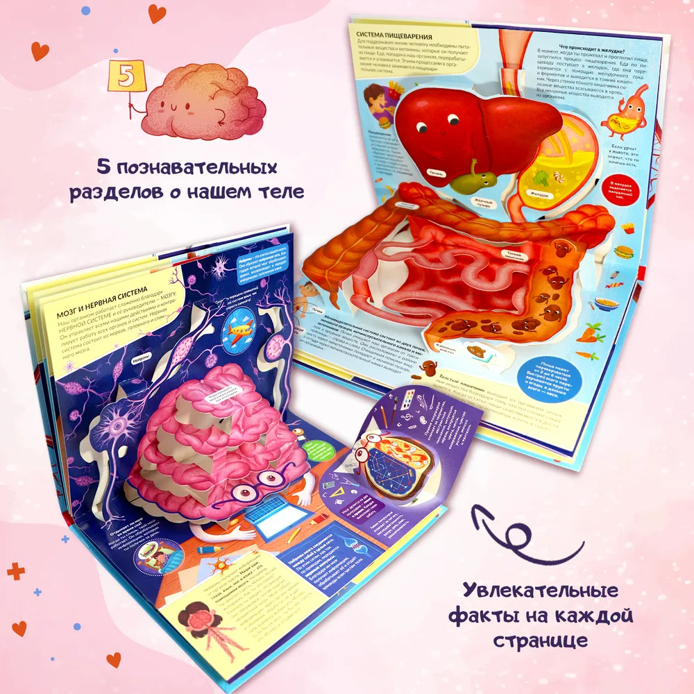 POP UP энциклопедия. Анатомия. Книжка-панорамка фото книги маленькое 4