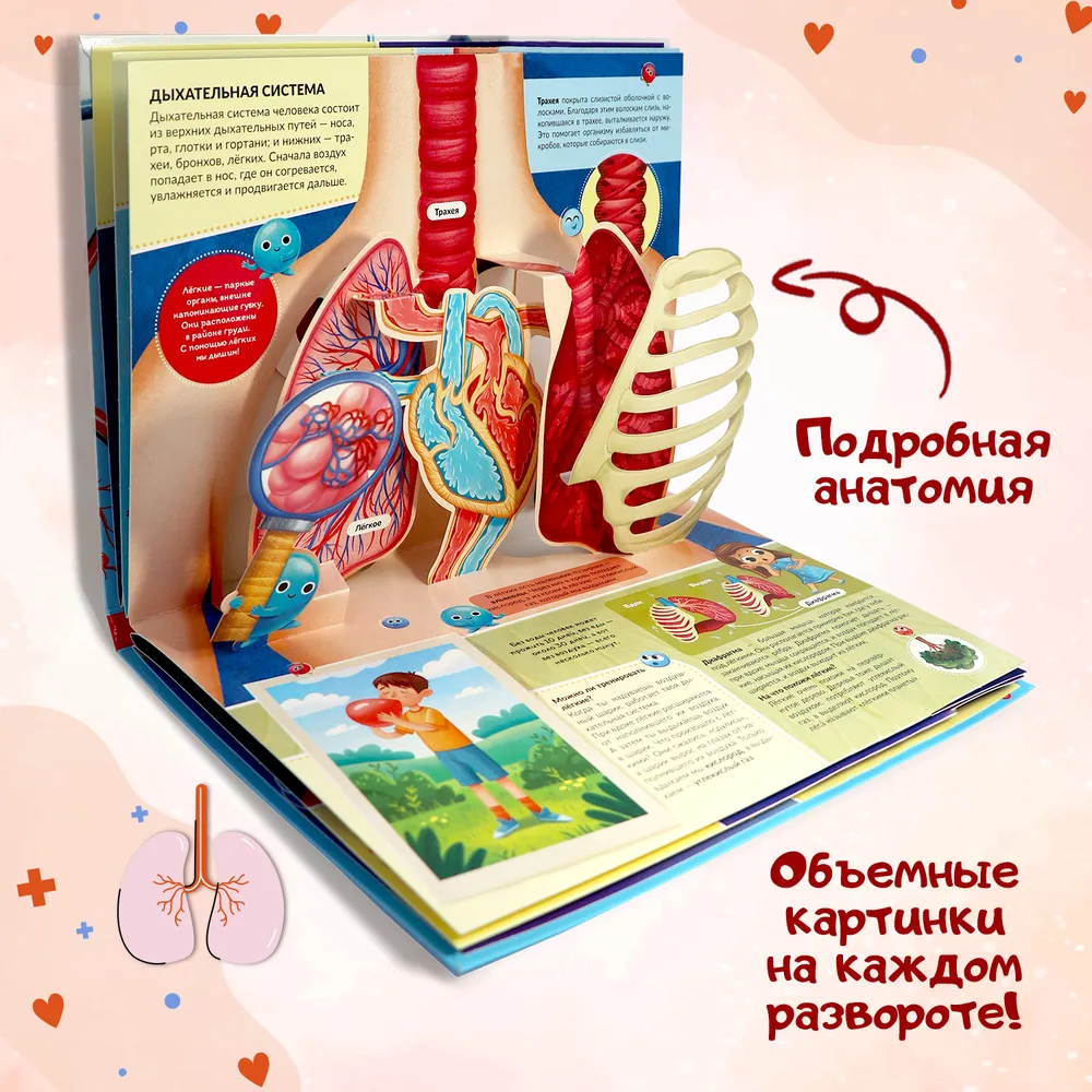 POP UP энциклопедия. Анатомия. Книжка-панорамка фото книги маленькое 5