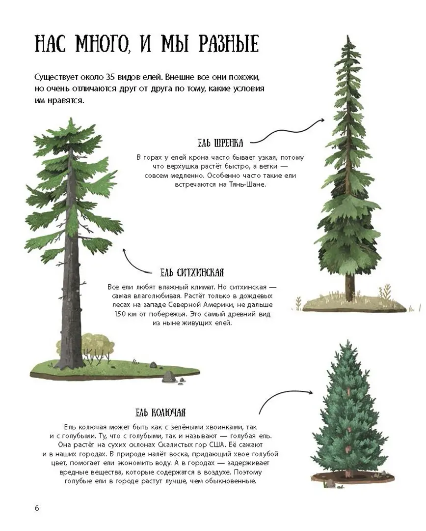 Елка и ее родственники фото книги маленькое 5