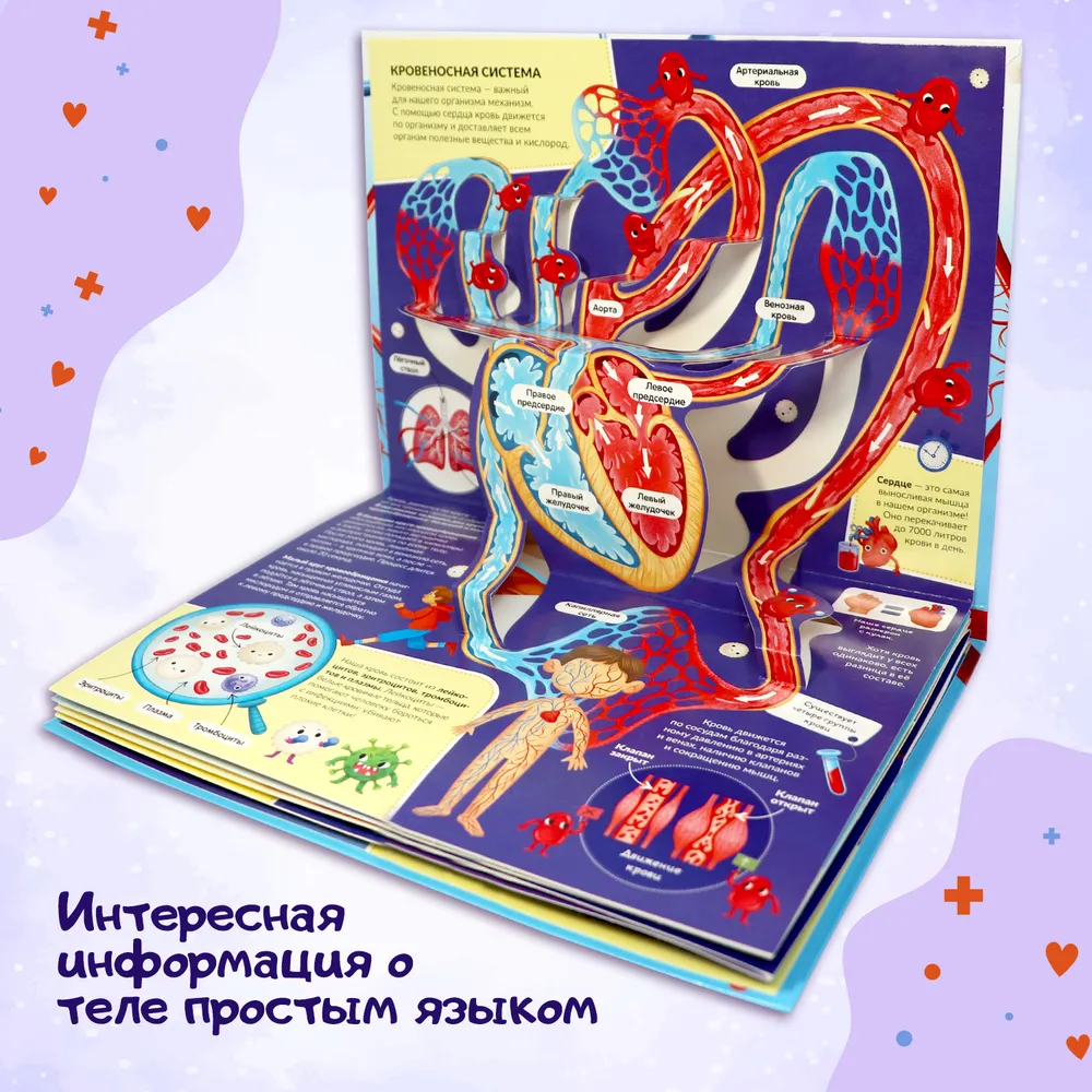 POP UP энциклопедия. Анатомия. Книжка-панорамка фото книги маленькое 6