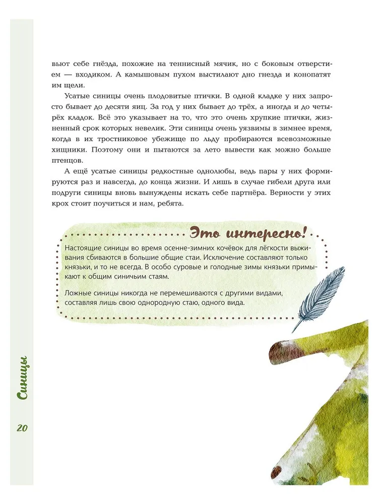 Синицы фото книги маленькое 13