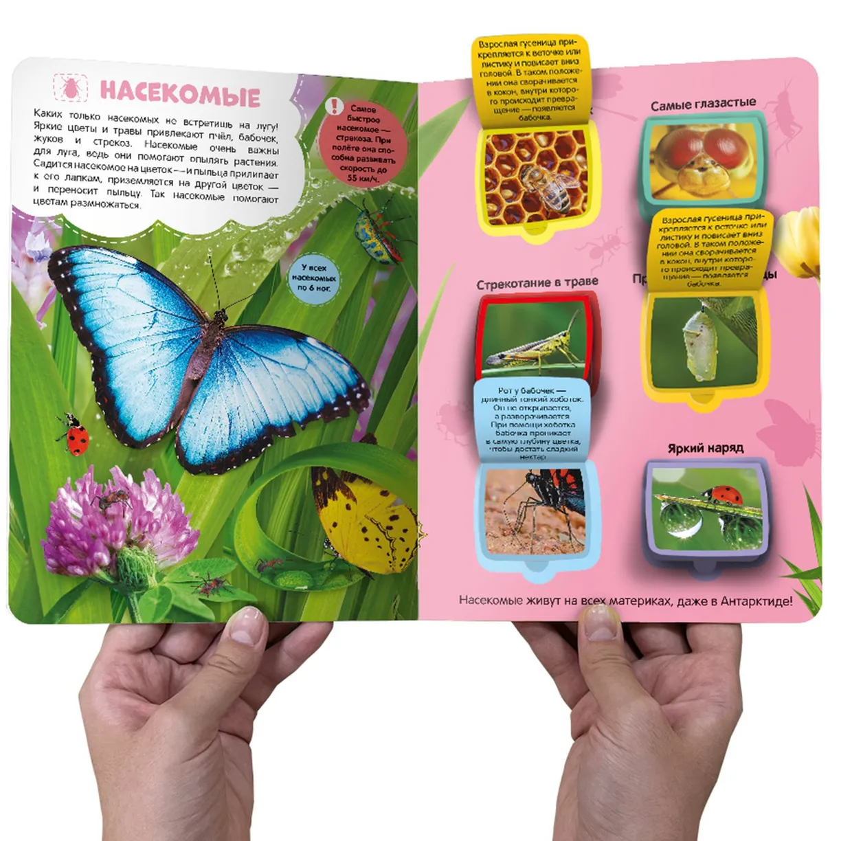 Луг и пруд. Энциклопедия с окошками фото книги маленькое 4