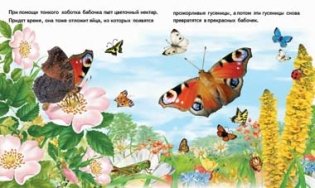 Как появляется бабочка фото книги 2