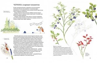 Софи в мире ягод фото книги 3