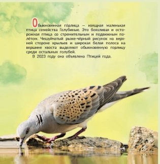 Птица года Беларуси. Обыкновенная горлица фото книги 2