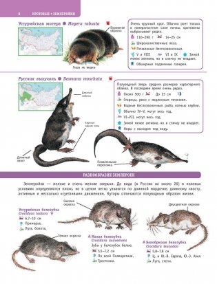 Большой определитель птиц, зверей, насекомых и растений России фото книги 7