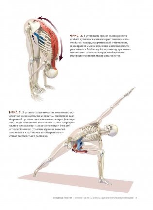 Анатомия виньяса-флоу и асан, выполняемых стоя. Руководство фото книги 9