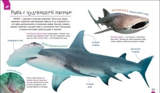 Подводный мир. Первая энциклопедия фото книги 2