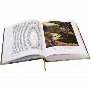 Вверх по Причуди и обратно. Удивительные приключения трех гномов фото книги 5