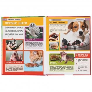 Детеныши хищников фото книги 3