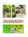 Лясное бортнiцтва Беларусi фото книги маленькое 11