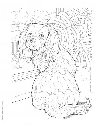 Creative Haven the Dog Lovers' Coloring Book фото книги 6