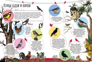 Птицы фото книги 2
