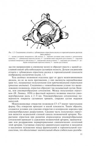 Рентгенометрия позвоночника фото книги 11