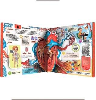 Анатомия. Энциклопедия открытий фото книги 2