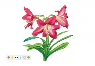 Картотека предметных картинок №32. Комнатные растения и модели ухода за ними фото книги 5