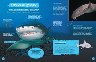 Акулы. Иллюстрированная энциклопедия фото книги 6