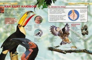 Птицы. Детская энциклопедия фото книги 3