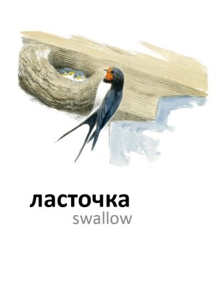 Птицы фото книги 5