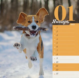 ПРО собак: четыре сезона. Настенный календарь на 2025 год фото книги 2